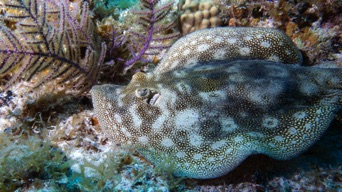 Lemon Ray